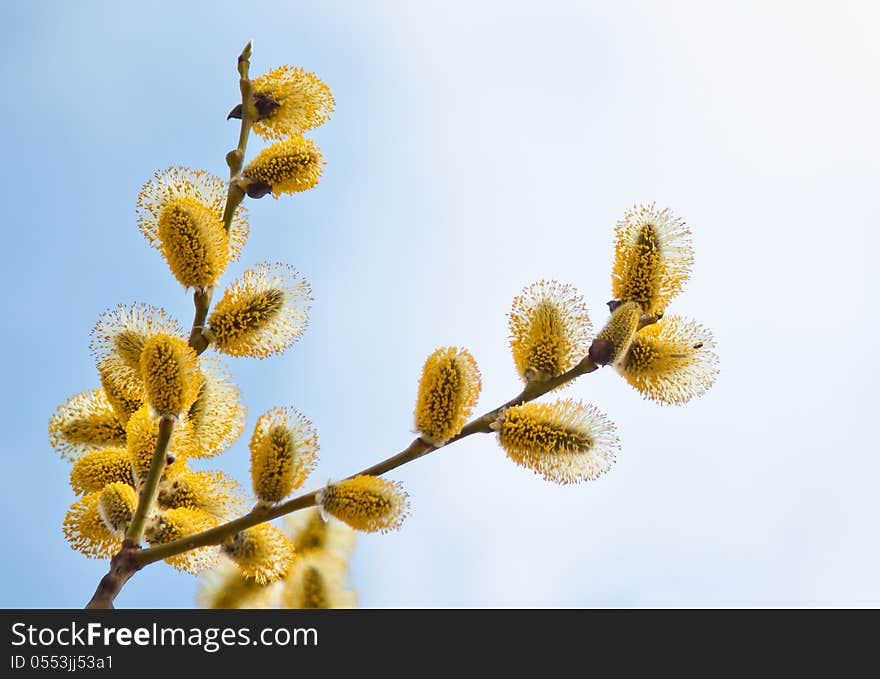 Beautiful willow branches in bloom. Beautiful willow branches in bloom