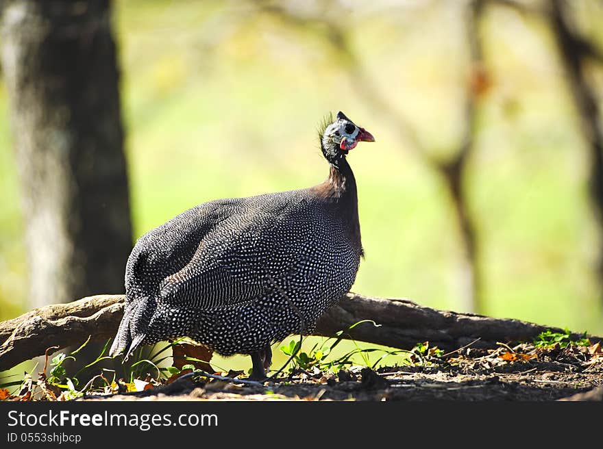 Portrait of a Guineafowl