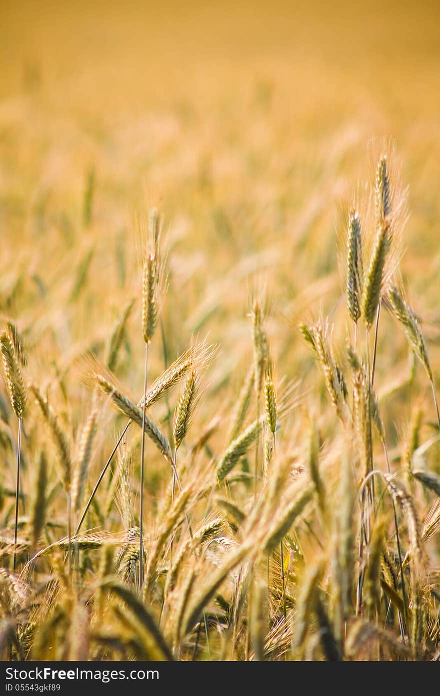 Golden Barley Ears