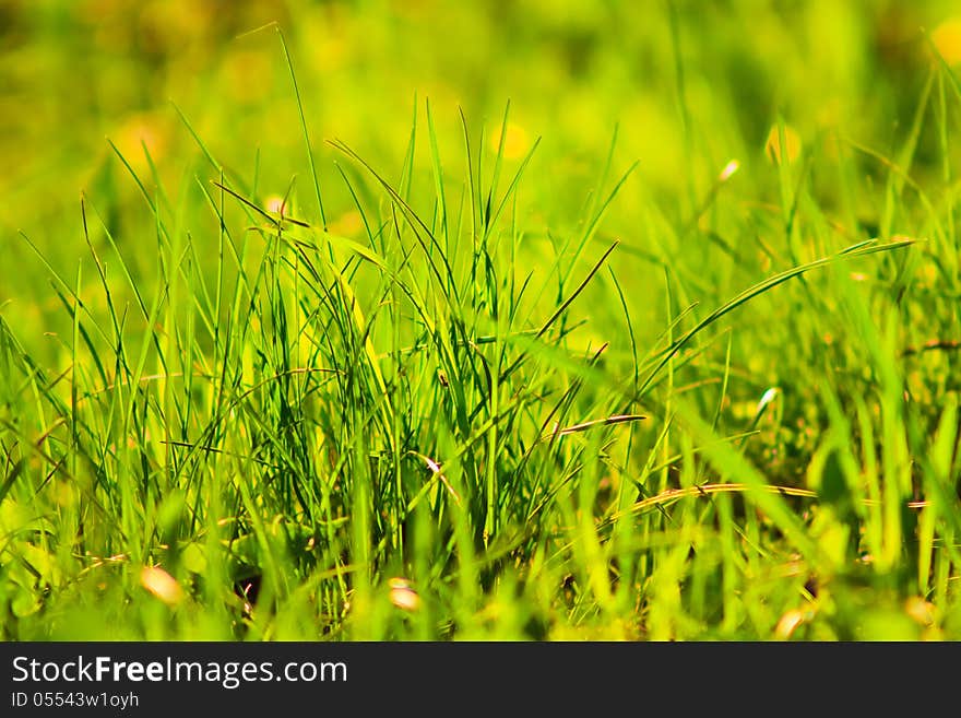 Fresh spring green grass background