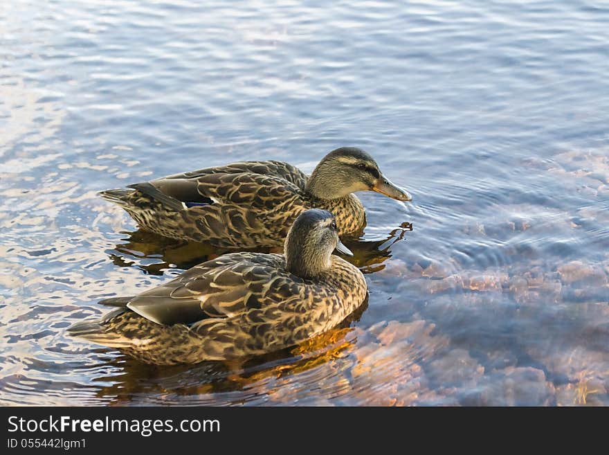 A female mallard ducks stands in the shallow water of a small pond, watching the camera. A female mallard ducks stands in the shallow water of a small pond, watching the camera.