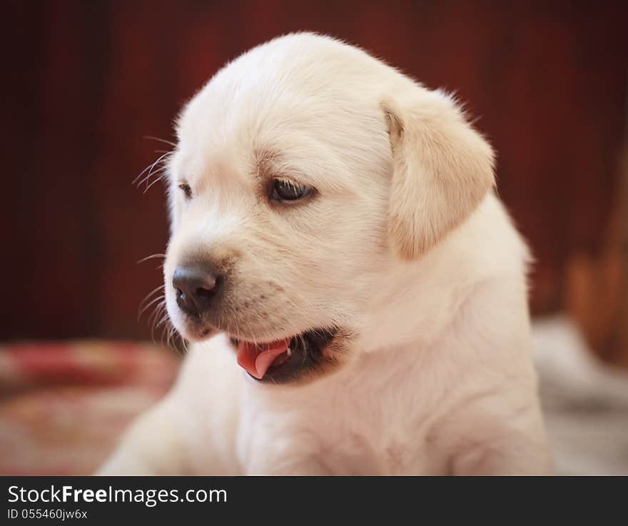 Golden Retriever Puppy Of 7 Weeks Old. Golden Retriever Puppy Of 7 Weeks Old