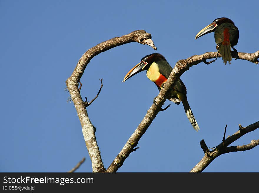 A clear blue sky contrasts perfectly with a brightly colored pair of male and female aricaris perched high on a branch, looking down at the activity below. A clear blue sky contrasts perfectly with a brightly colored pair of male and female aricaris perched high on a branch, looking down at the activity below.