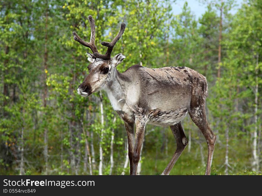 Reindeer in Norway