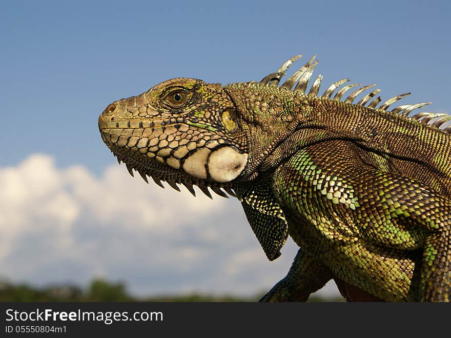 A closeup of a colorful iguana that looks like its smiling for the camera in Amazonia. A closeup of a colorful iguana that looks like its smiling for the camera in Amazonia