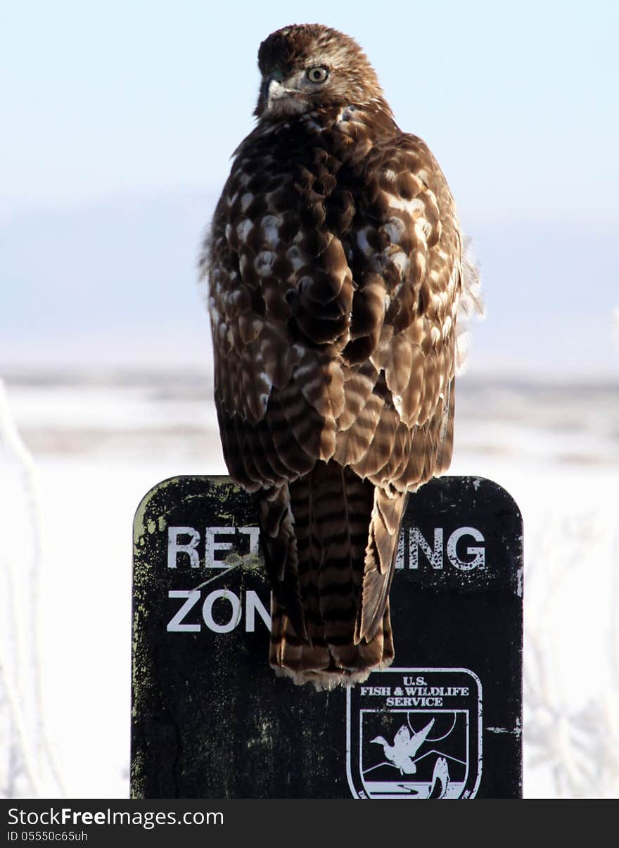 A Red-tailed Hawk stares at the camera while perched on a sign at a National Wildlife Refuge. A Red-tailed Hawk stares at the camera while perched on a sign at a National Wildlife Refuge.