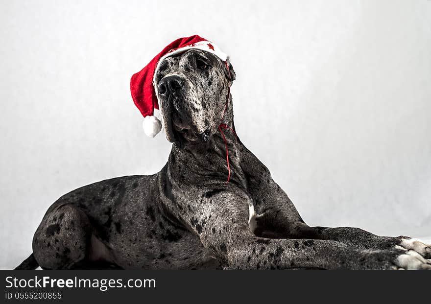 Grey marble Great Dane with a cap of Santa Claus on white background