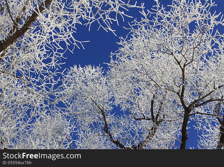 Water vapor frozen into frost covers tree limbs with a white coating during a cold winter. Water vapor frozen into frost covers tree limbs with a white coating during a cold winter.
