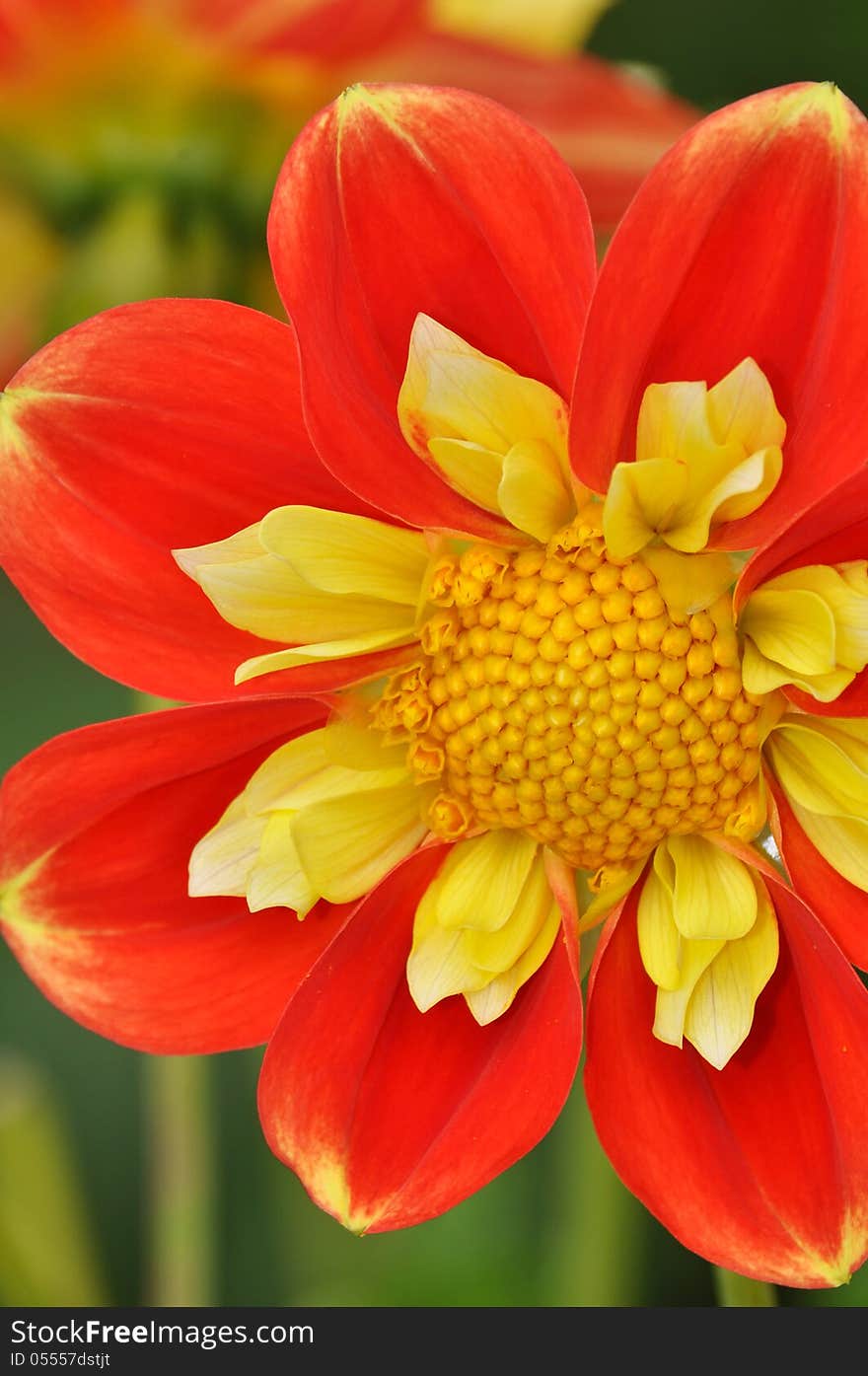 Orange and yellow dahlia flower