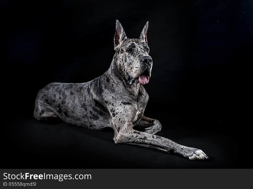 Thoroughbred dog a gray marble Great Dane on a black background