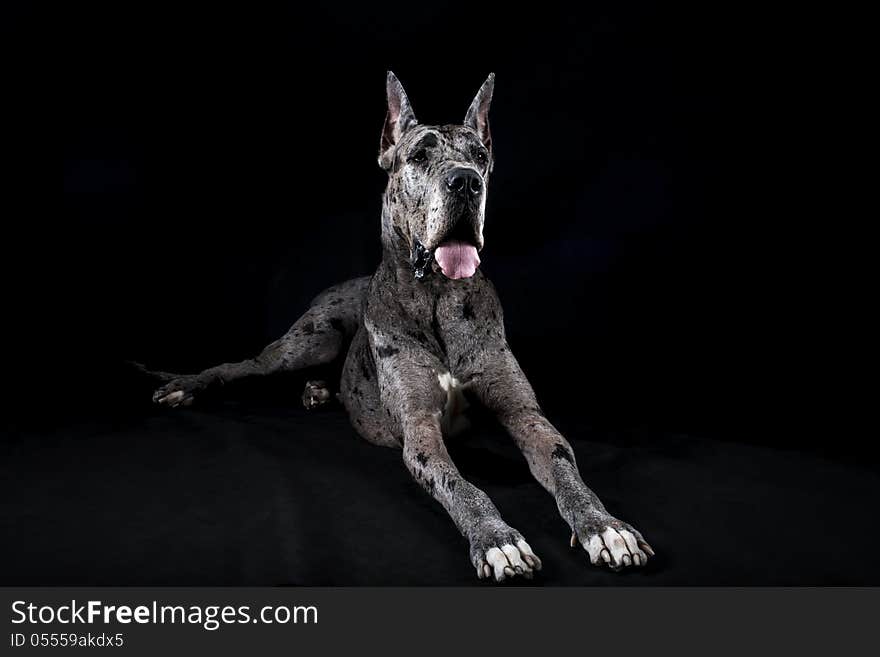 Thoroughbred dog a gray marble Great Dane on a black background