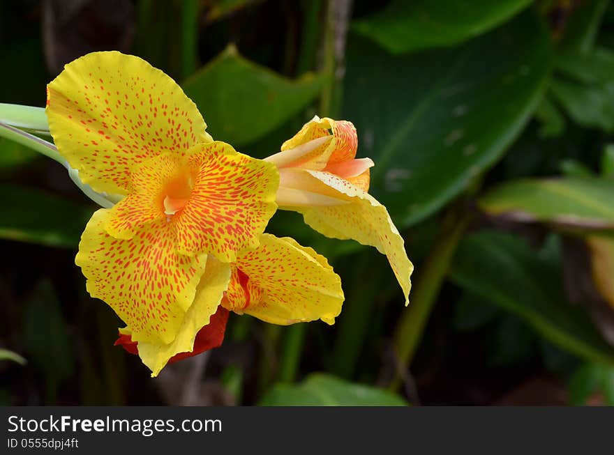 Blooming Yellow and Red Day Lilly. Blooming Yellow and Red Day Lilly