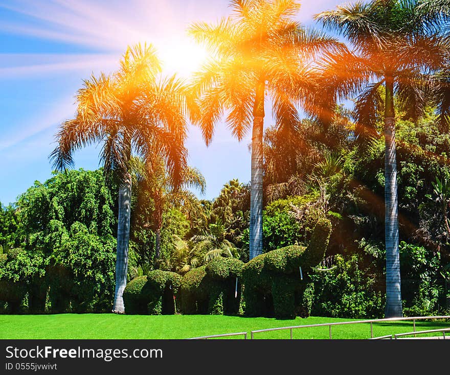 Bushes cut to animal figures in the park. Sunset in Tenerife island, Spain. Tourist hotel Resort