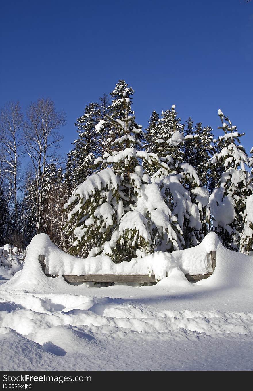 Pine trees covered with snow over clear blue sky. Pine trees covered with snow over clear blue sky