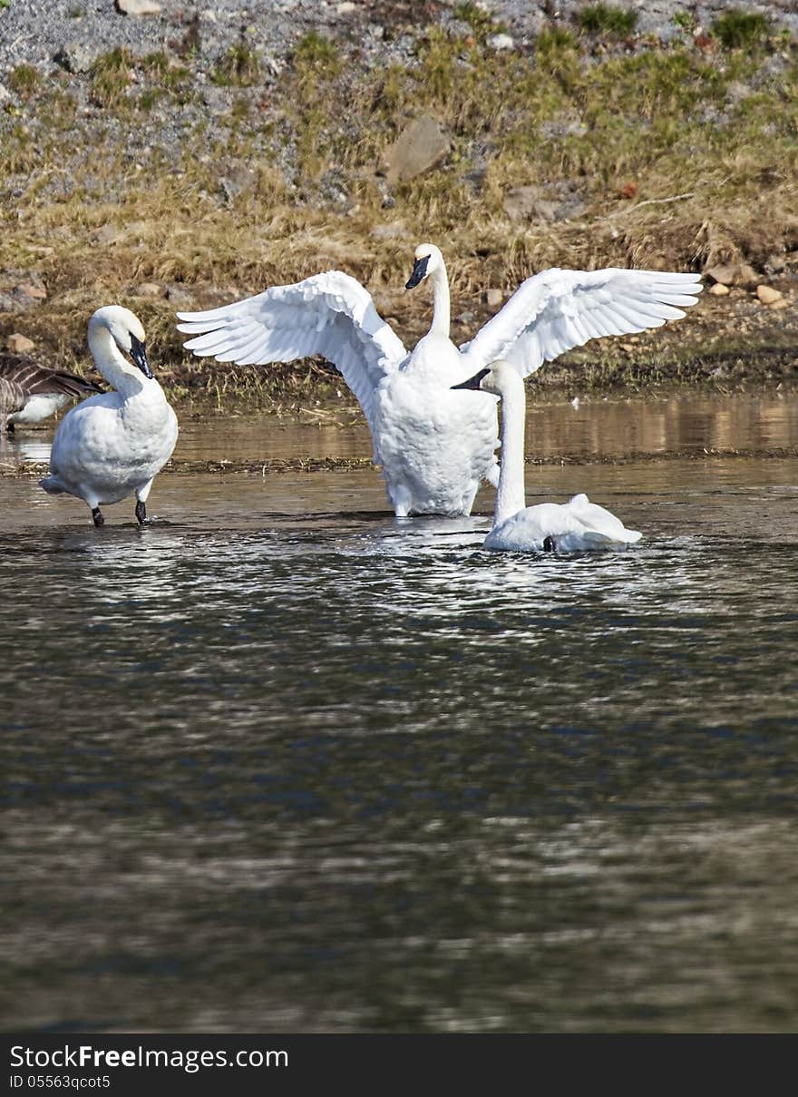 Trumpeter Swans