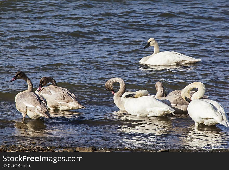 This family of adult and juvenile Trumpeter Swans swim closely together in the water.