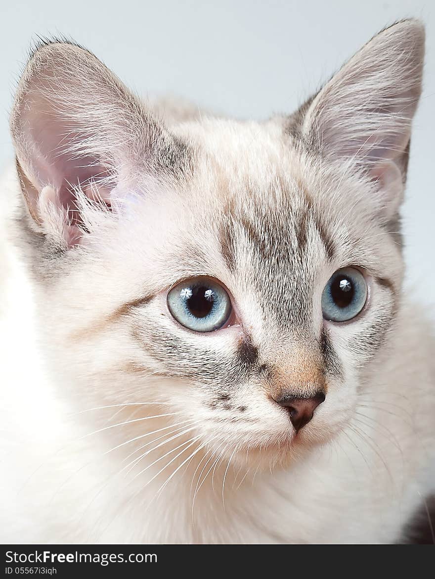 A Male Lynx Point Siamese Kitten looking upward and to the right of the camera and set against a white background.