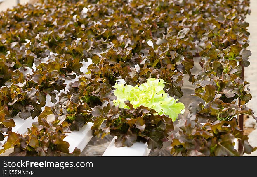 Organic Hydroponic Vegetable