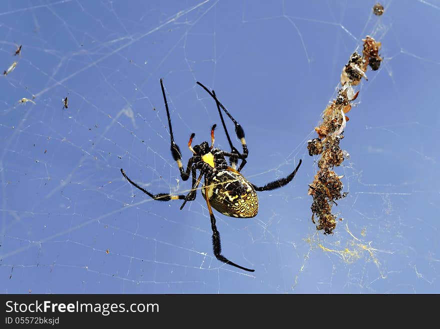 Spider on her wab