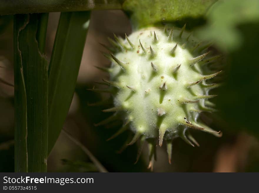 Datura fruit