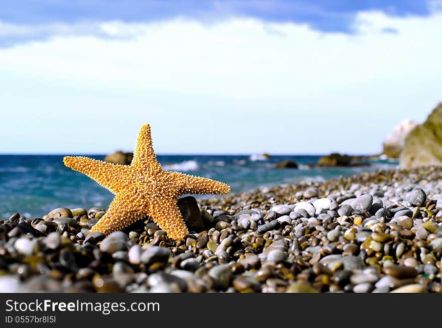 Starfish on the beach