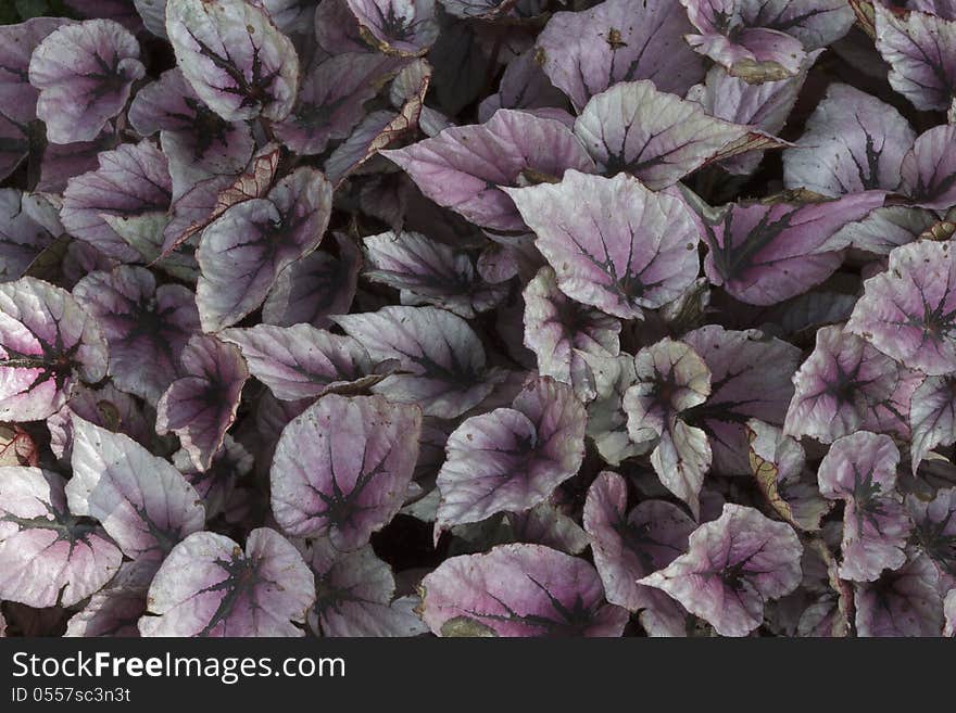 Pile Of Colorful Autumn Leaves