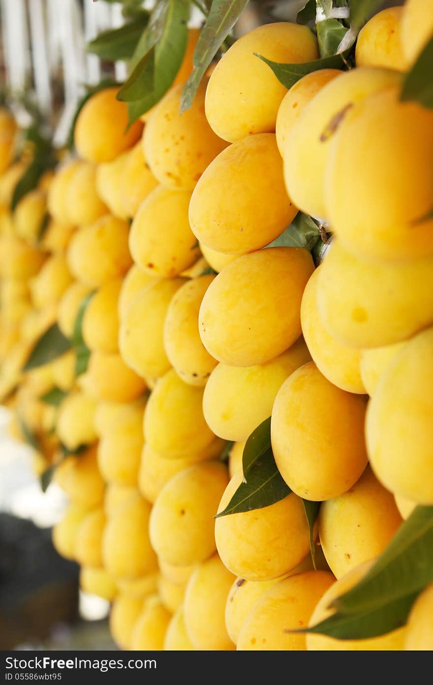 Marian plum or Maprang-tropical fruit in Thailand. Marian plum or Maprang-tropical fruit in Thailand