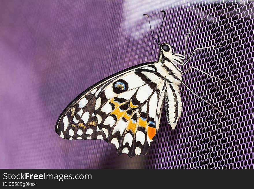 Close up of lime butterfly clinging on purple net. Close up of lime butterfly clinging on purple net