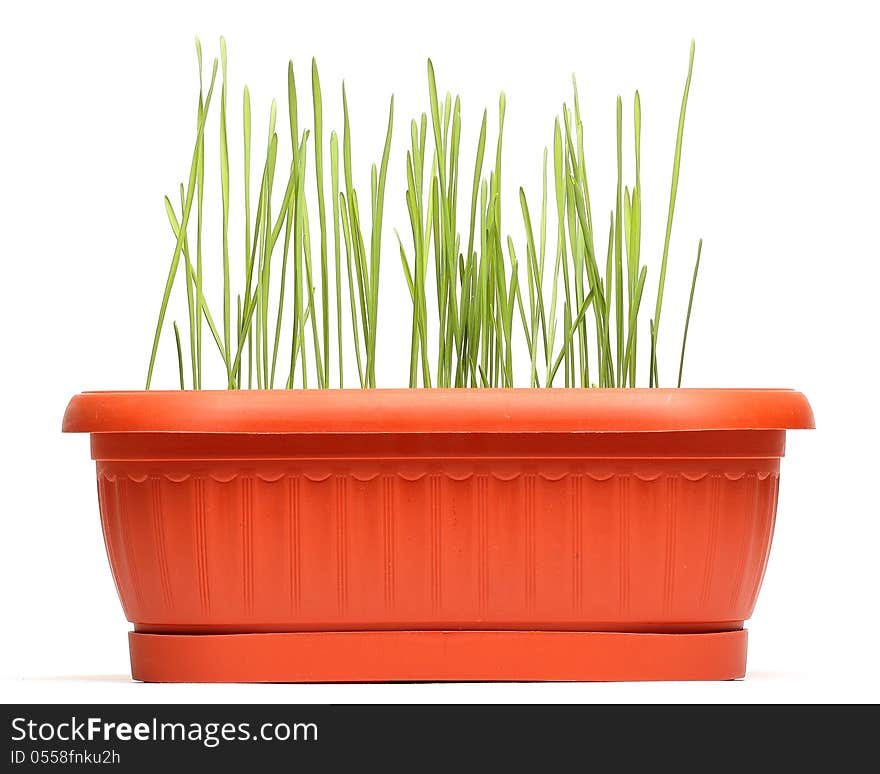 Wheat Seedlings In Brown Pot