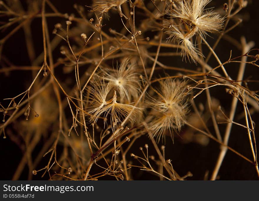 Natural Background. Dried Flowers.