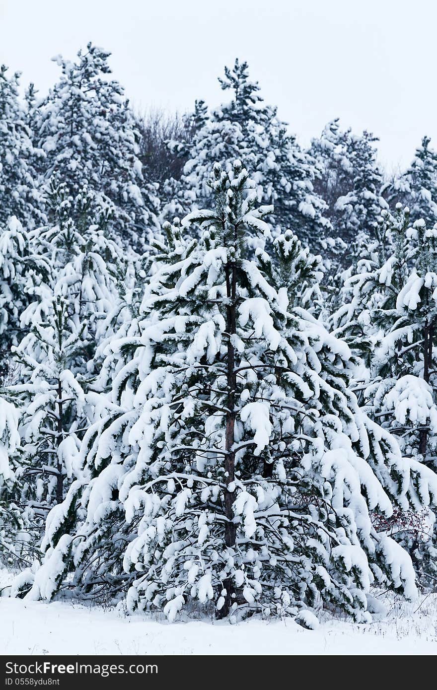 Beautiful winter trees with snow