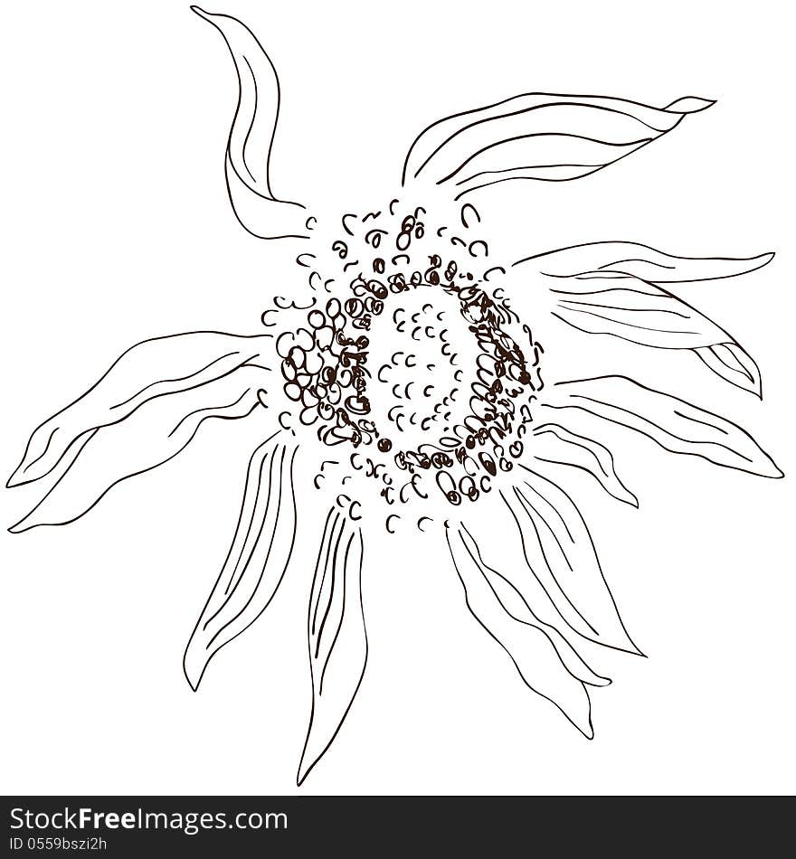 BW Sunflower sketch