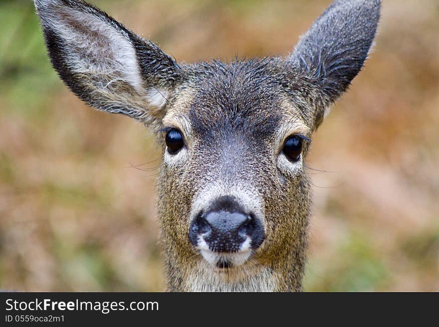 This is a shot of a deer in a field. This is a shot of a deer in a field.