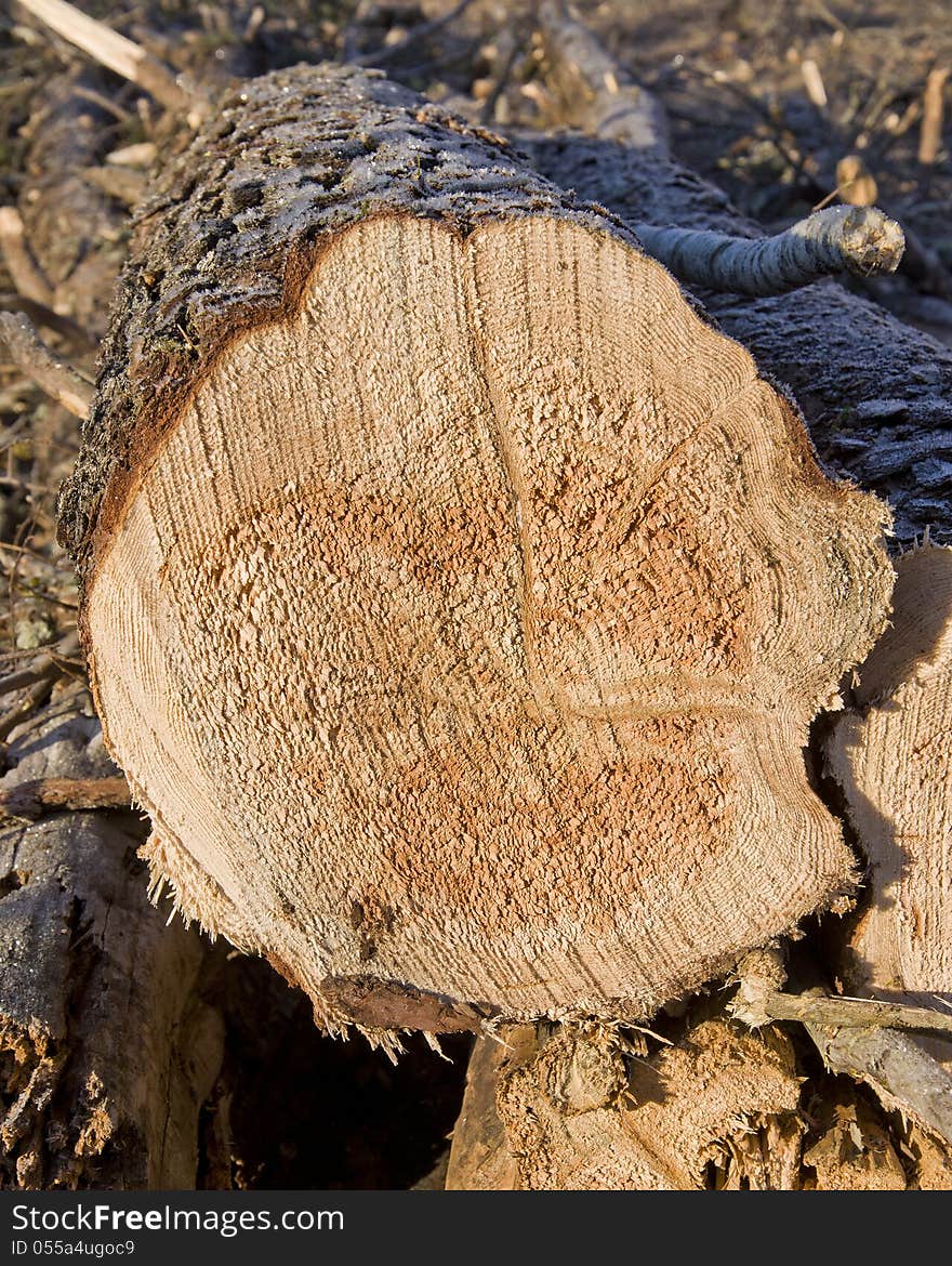 Fresh cut pine log during a loggin operation