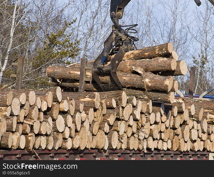 Stacking freshly cut pine logs. Stacking freshly cut pine logs