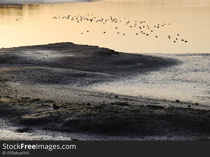 Sunset on wetland with water fowl at the back Bay near Newport Beach, California. Good example of a estuary wetland showing mudflat. Sunset on wetland with water fowl at the back Bay near Newport Beach, California. Good example of a estuary wetland showing mudflat.