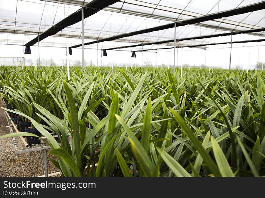 Flower greenhouse