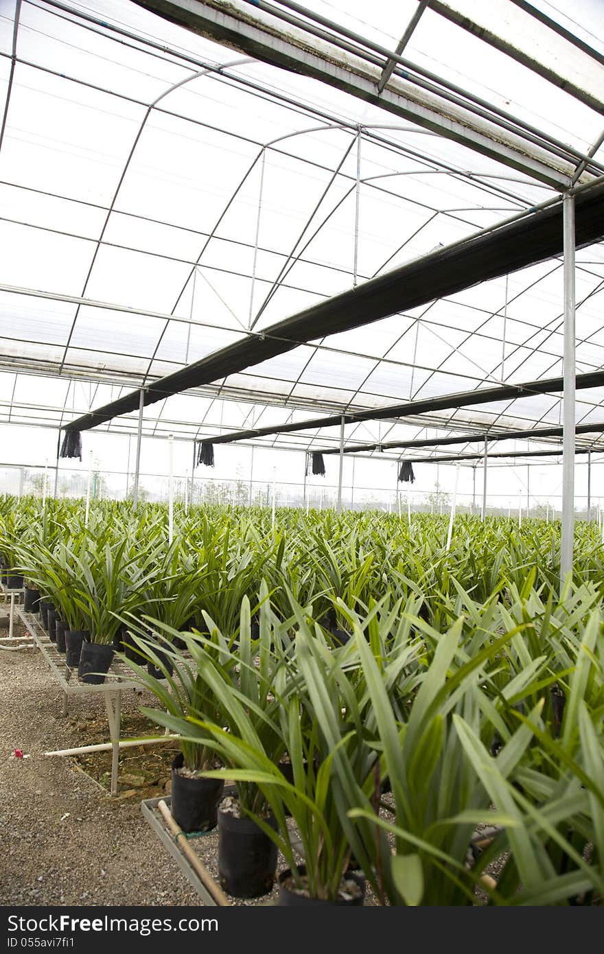 Flower greenhouse