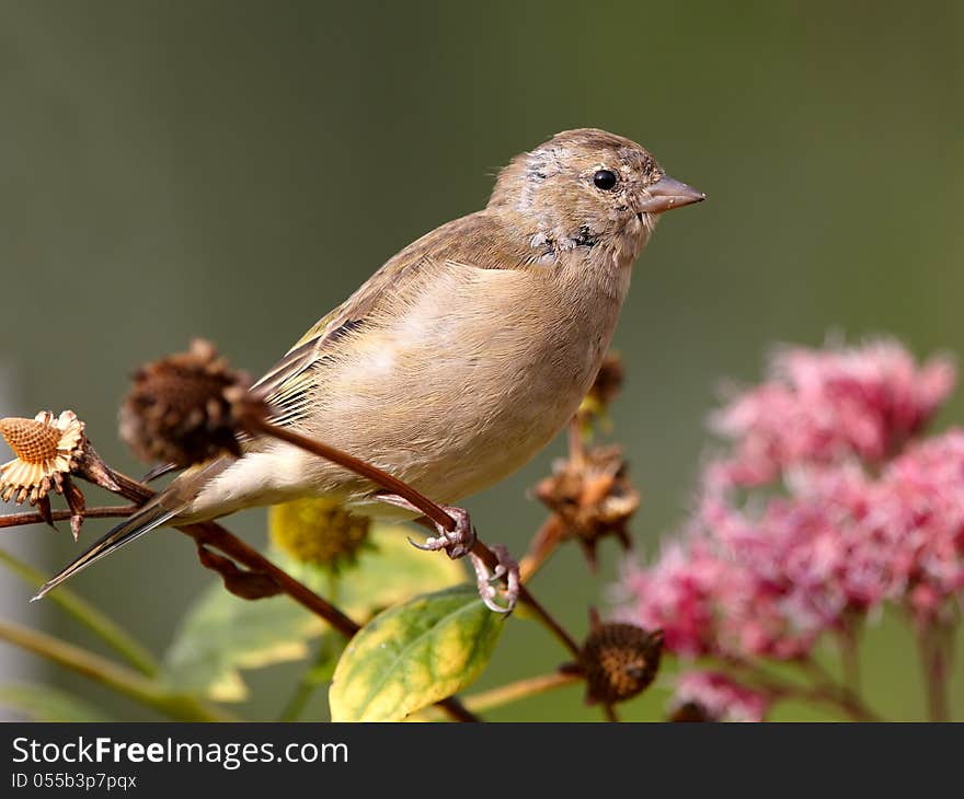 Chaffinch on flowers