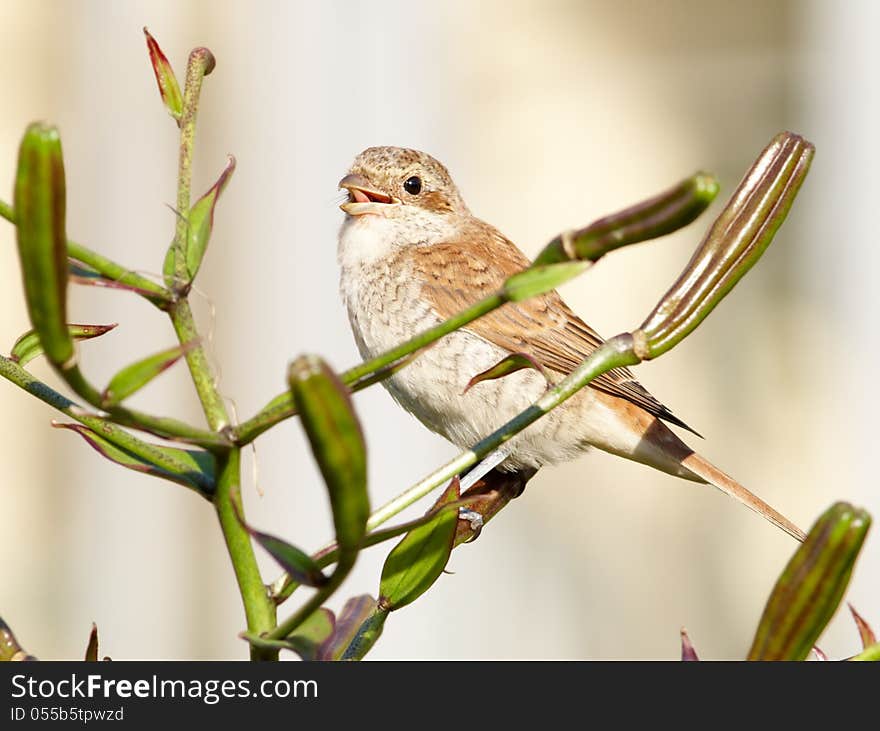 Shrike licked after dinner on lily. Shrike licked after dinner on lily