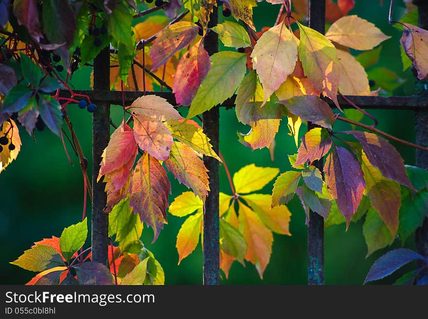 Autumn vines twist around the metal fence. Autumn vines twist around the metal fence