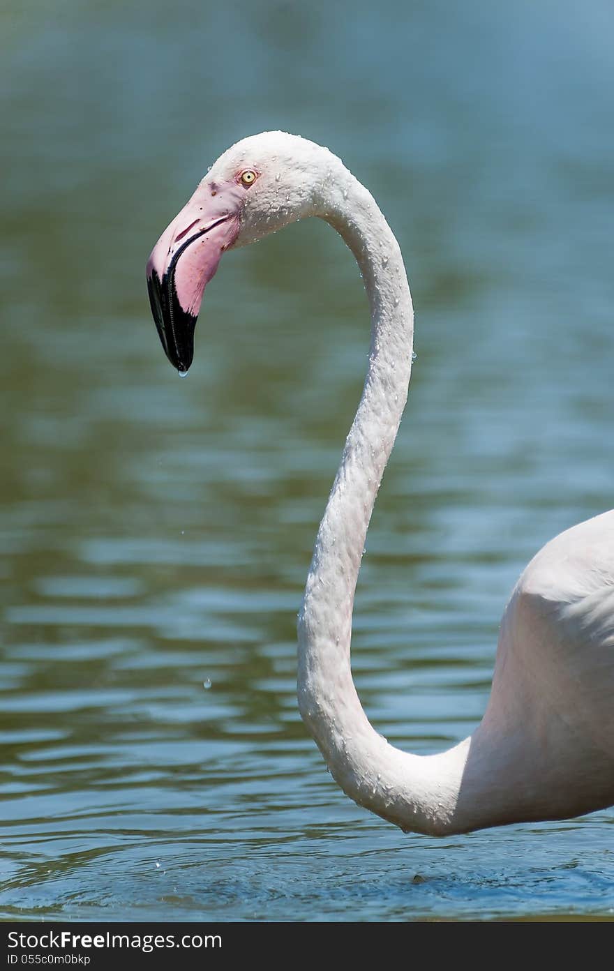 Flamingo in Pont de Gau ornithological park, France. Flamingo in Pont de Gau ornithological park, France