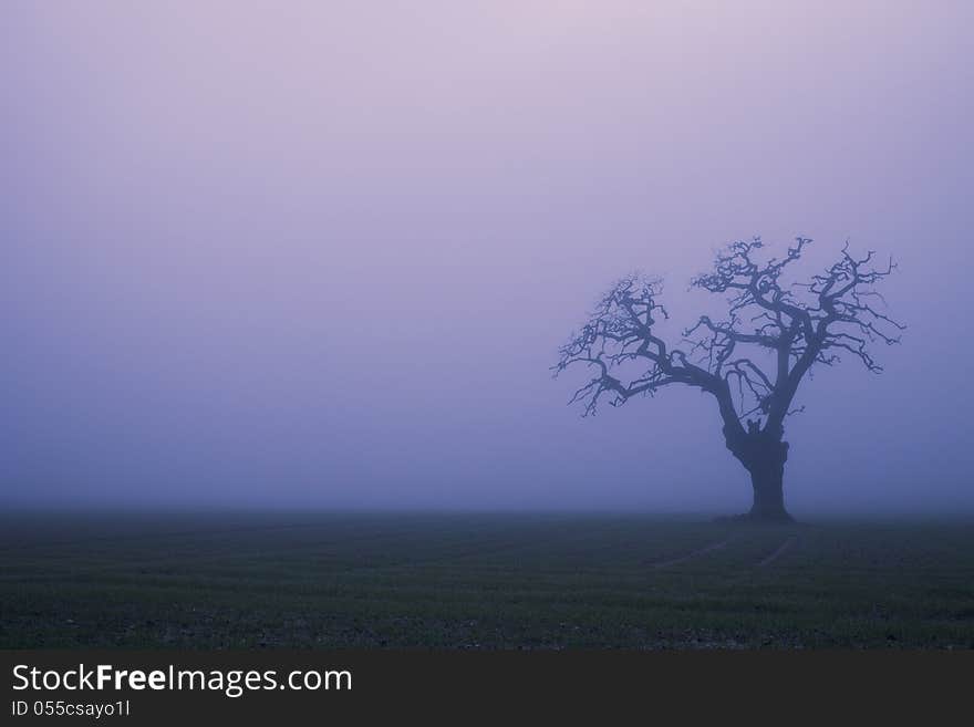 A bare and lonely tree looks  in thick fog. A bare and lonely tree looks  in thick fog.