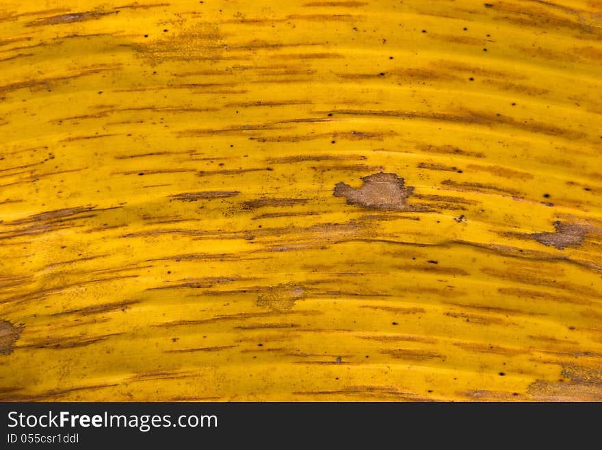 Yellow Banana Leaf