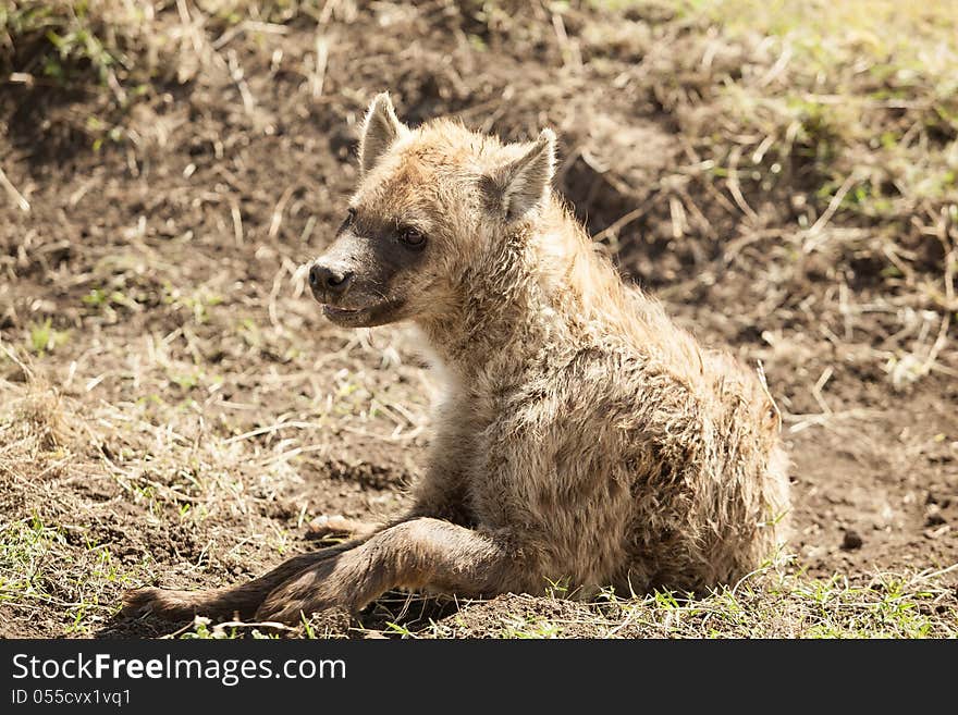 Hyena Tanzania National Park Tarangire