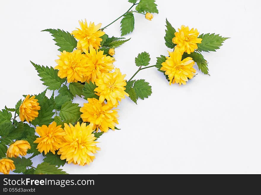 Pretty Spring Flowers On White