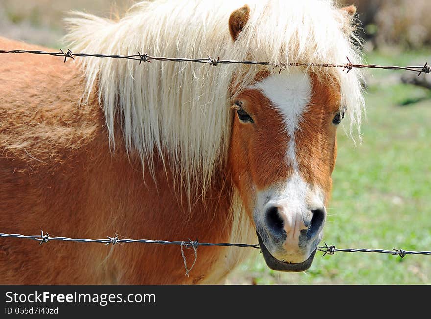 An adorable little miniature sized pedigree pony looking through the barbed wire fencing of his farm yard paddock. He was a little stallion, very friendly and very tame which allowed a close up shot of his cute face,details and features. An adorable little miniature sized pedigree pony looking through the barbed wire fencing of his farm yard paddock. He was a little stallion, very friendly and very tame which allowed a close up shot of his cute face,details and features.