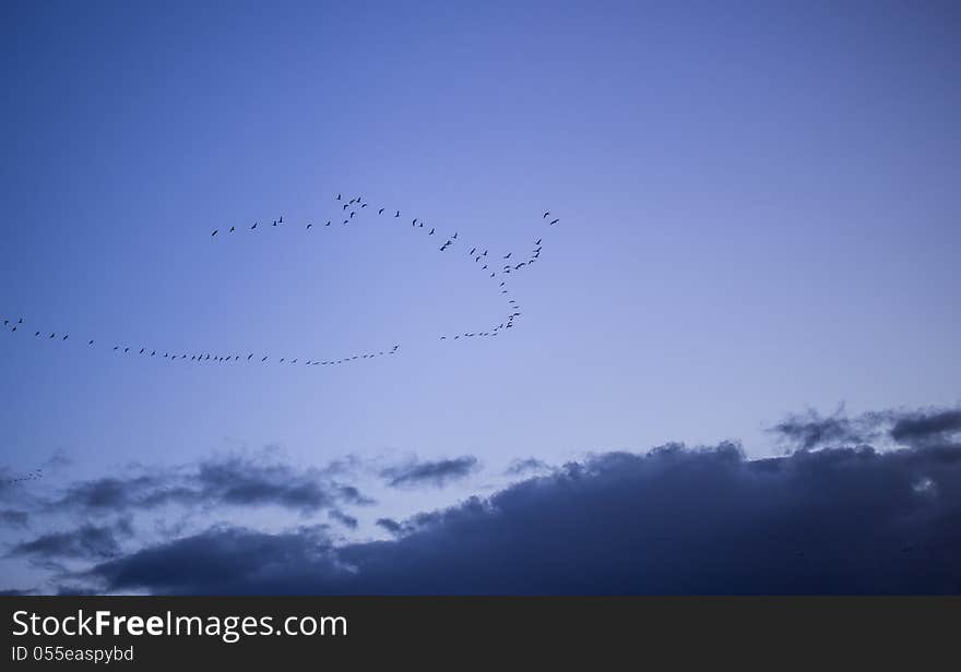 Geese returning to The Netherlands. Geese returning to The Netherlands.