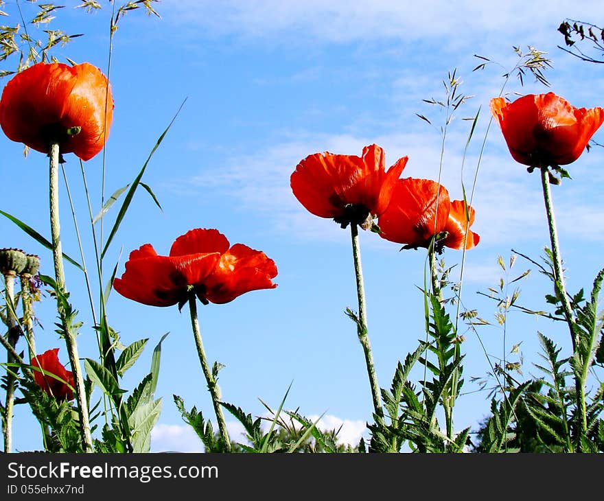 Red poppies