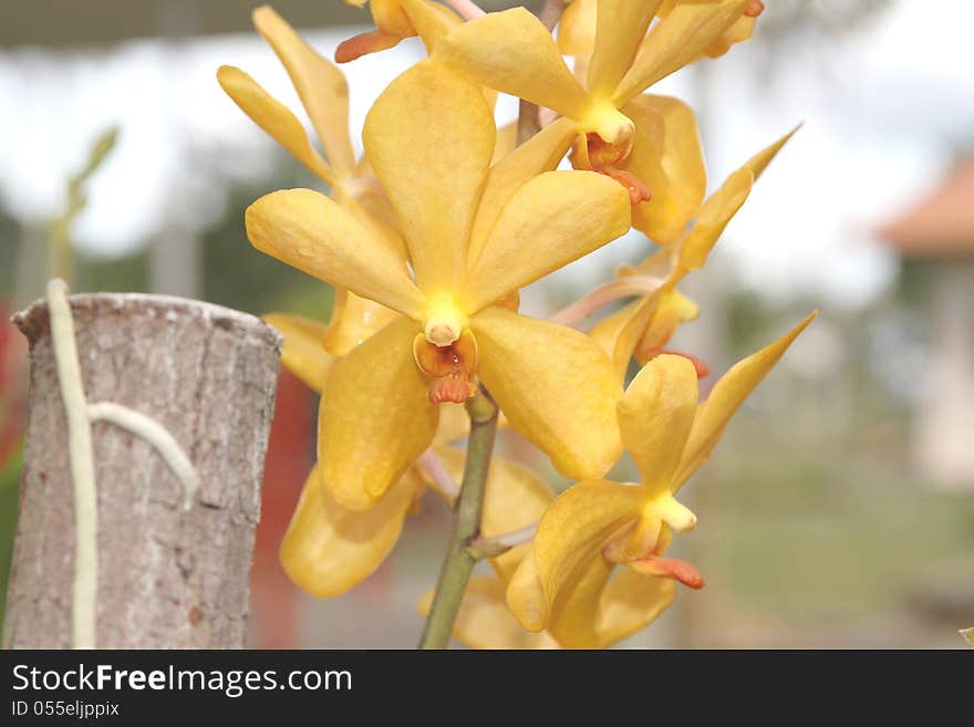 The flowers of golden yellow orchids which were taken recently from a typical recreational center, Kampong Parit in Brunei Darussalam. can be seen a few little dots of water on the petals. The flowers of golden yellow orchids which were taken recently from a typical recreational center, Kampong Parit in Brunei Darussalam. can be seen a few little dots of water on the petals.